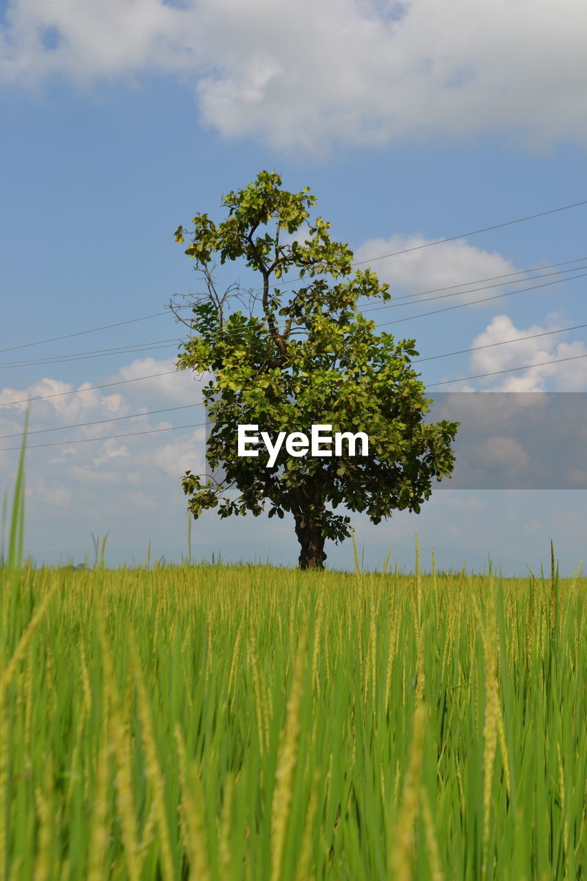 PLANTS GROWING ON FIELD AGAINST SKY