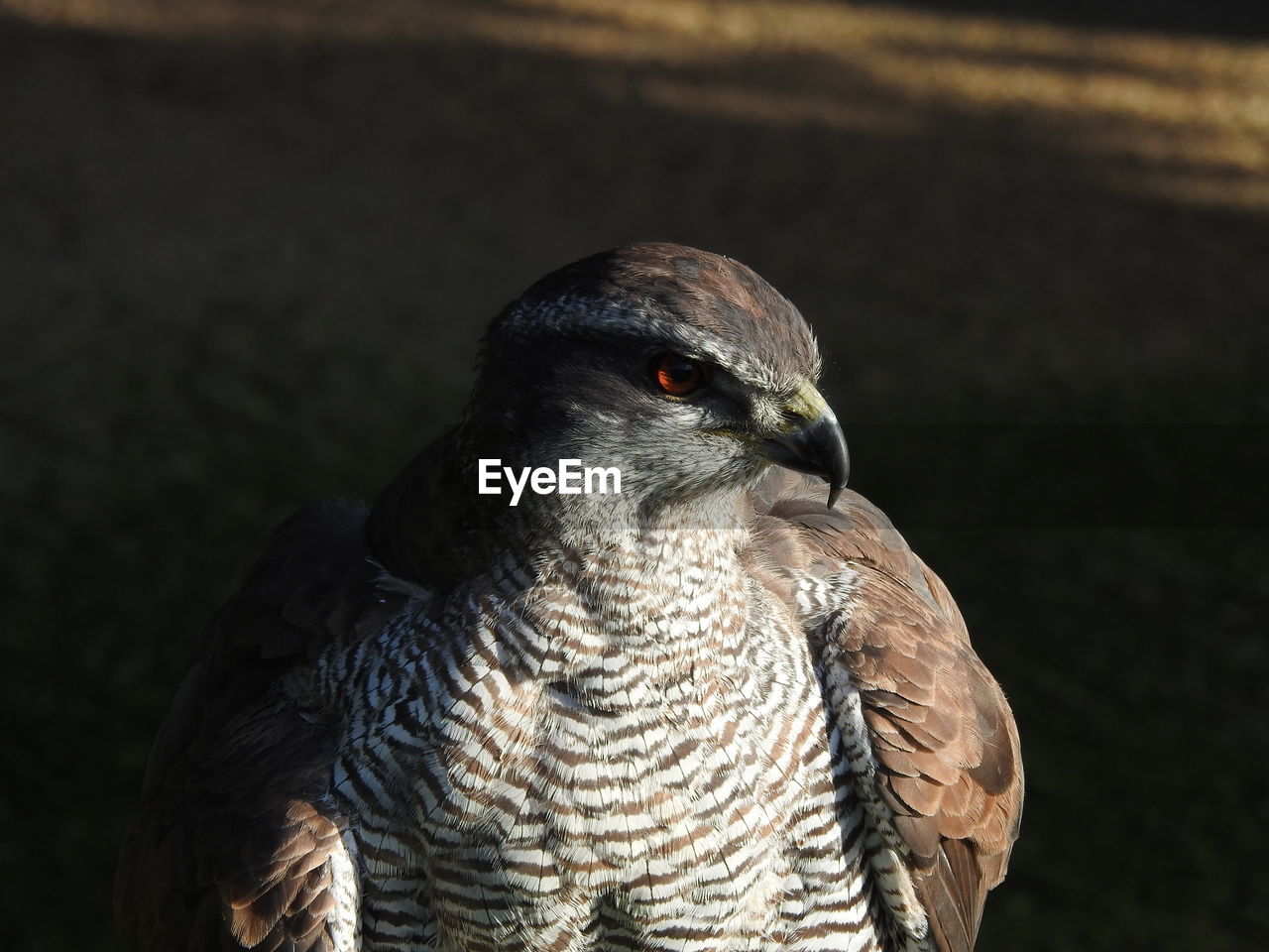 CLOSE-UP OF A OWL