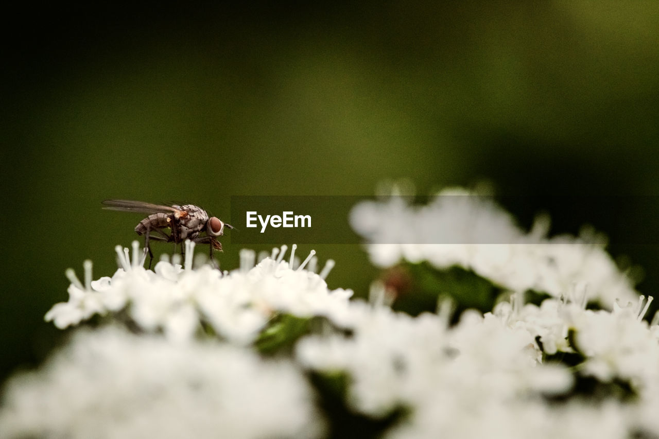 CLOSE-UP OF INSECT ON FLOWER