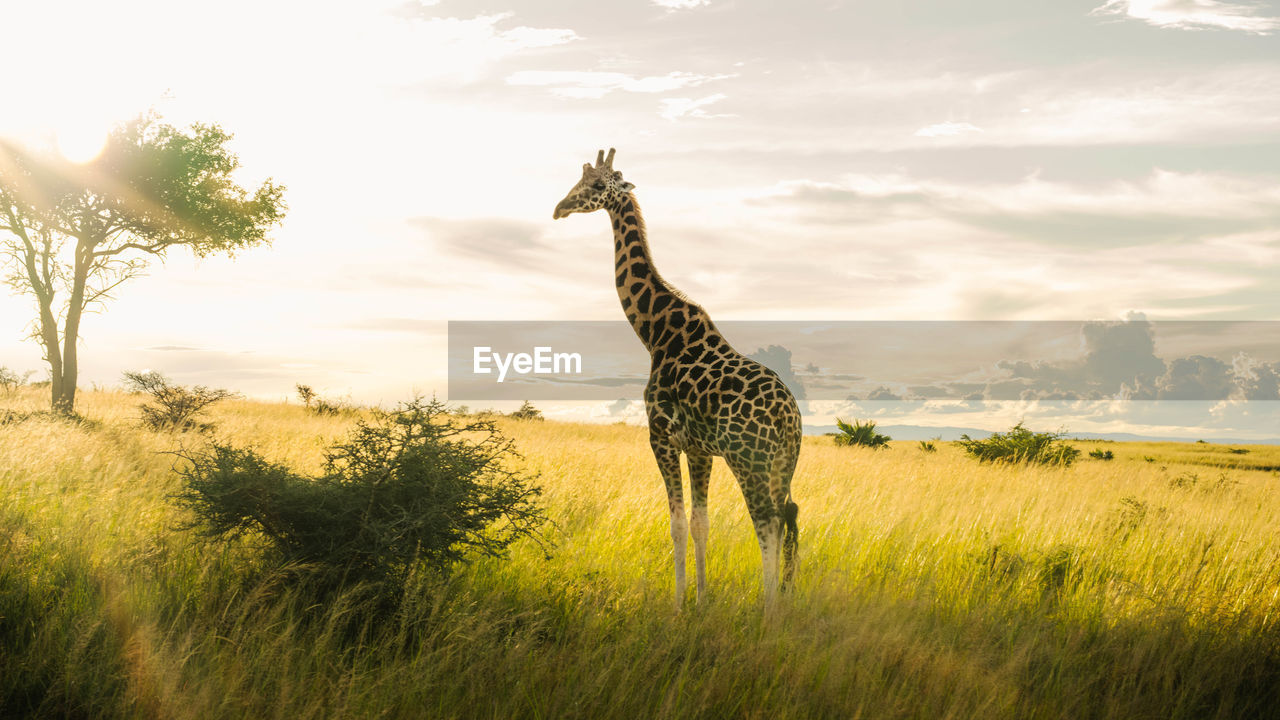 Giraffe in uganda's murchison falls national park, silhouetted against the radiant sun. 