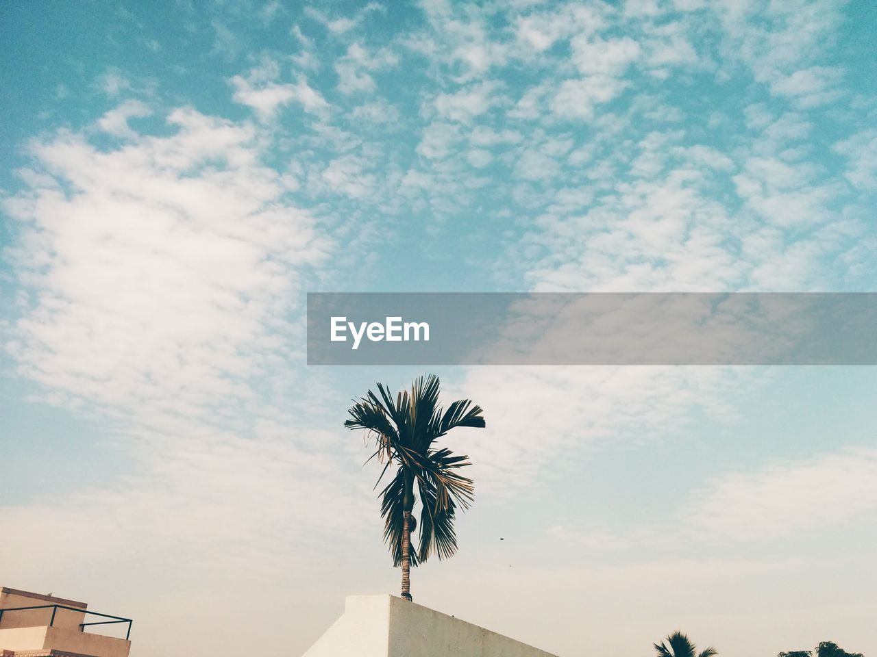 Low angle view of palm tree against sky