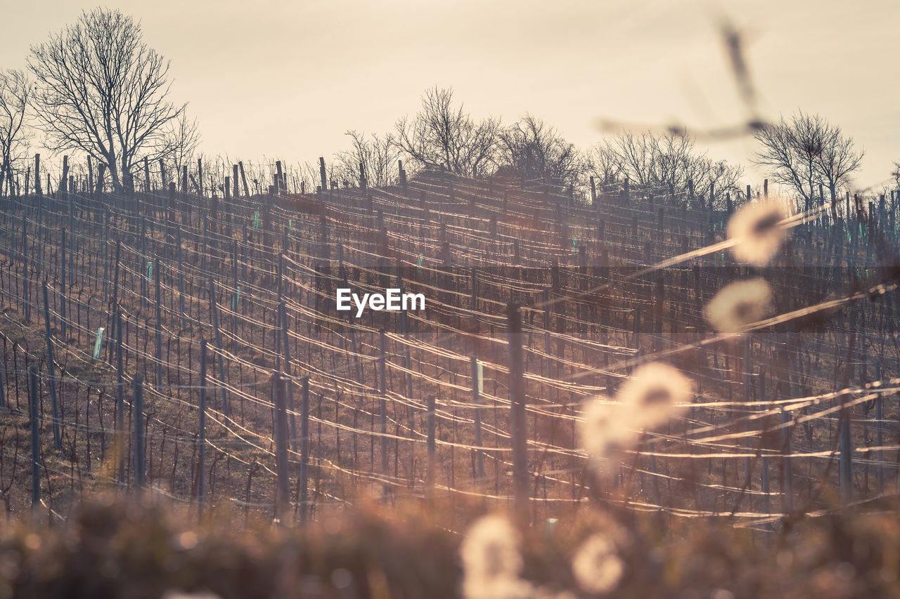 CLOSE-UP OF BARE TREE AGAINST SKY