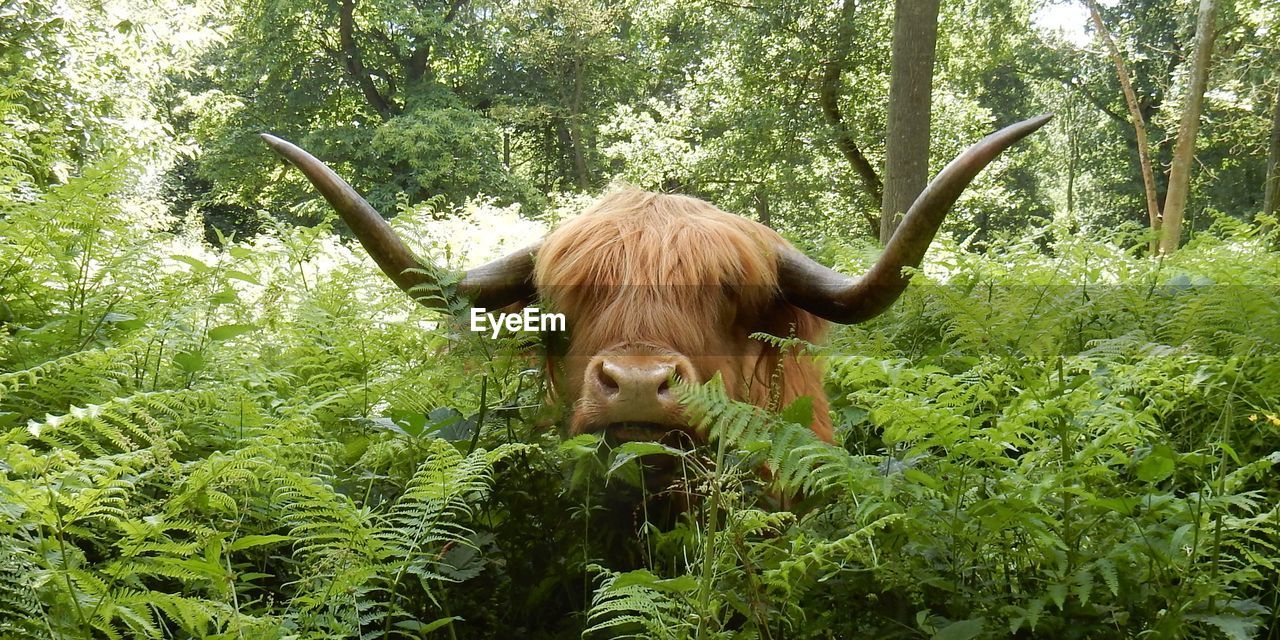 Highland cow popping out from the ferns