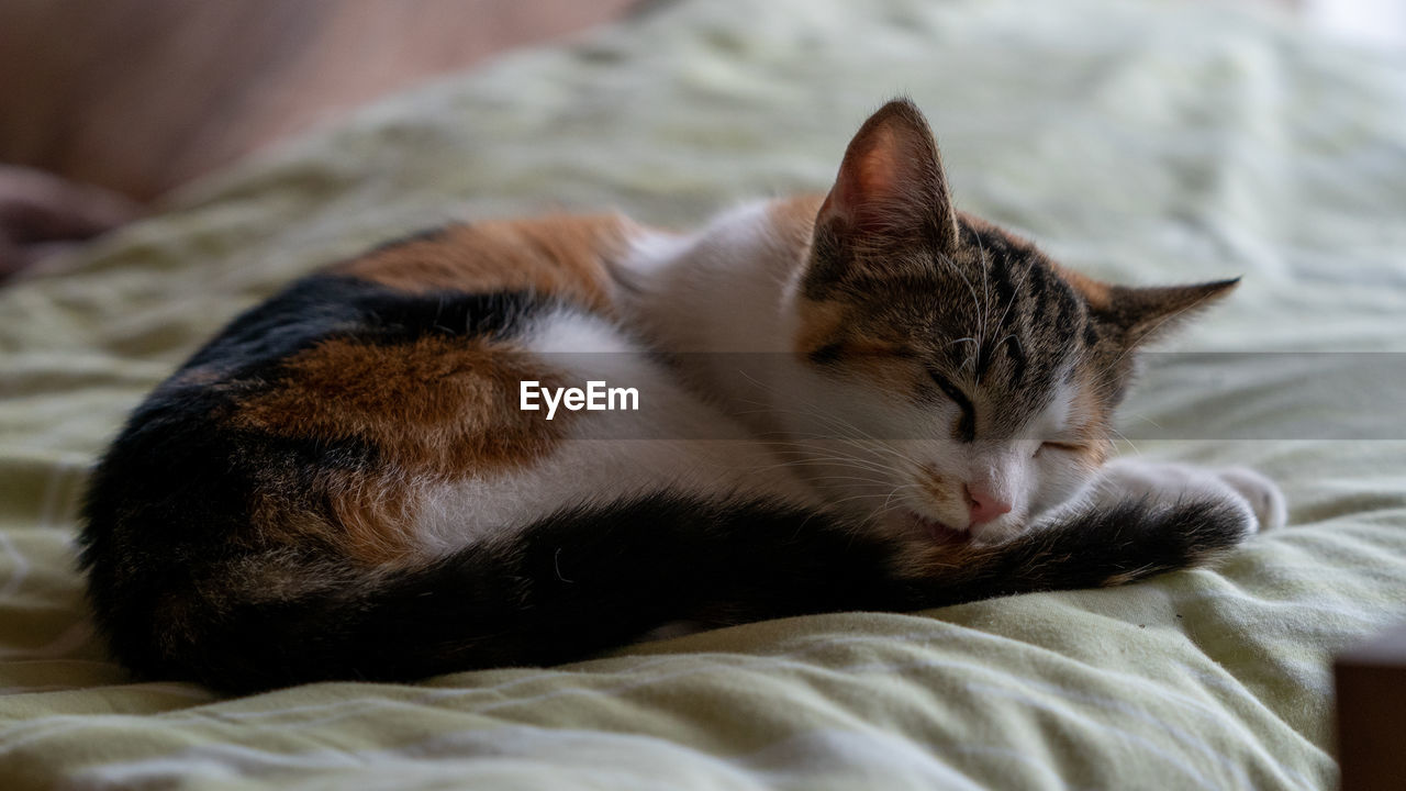 Close-up of cat sleeping on bed