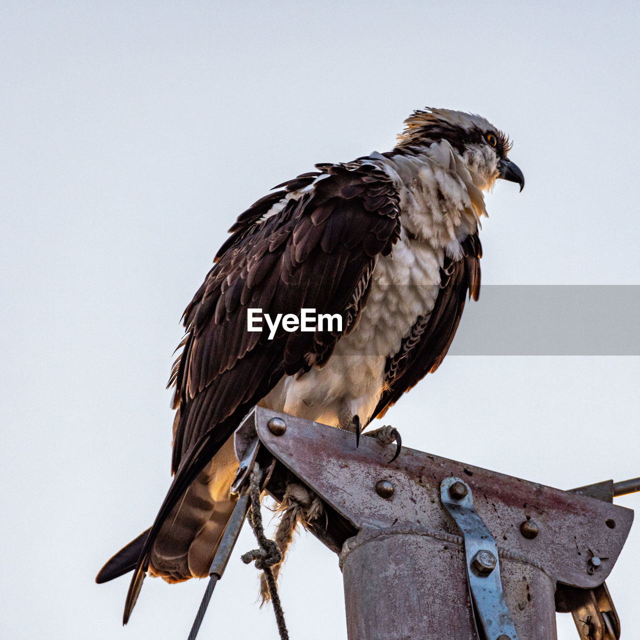 LOW ANGLE VIEW OF BIRD PERCHING ON METAL