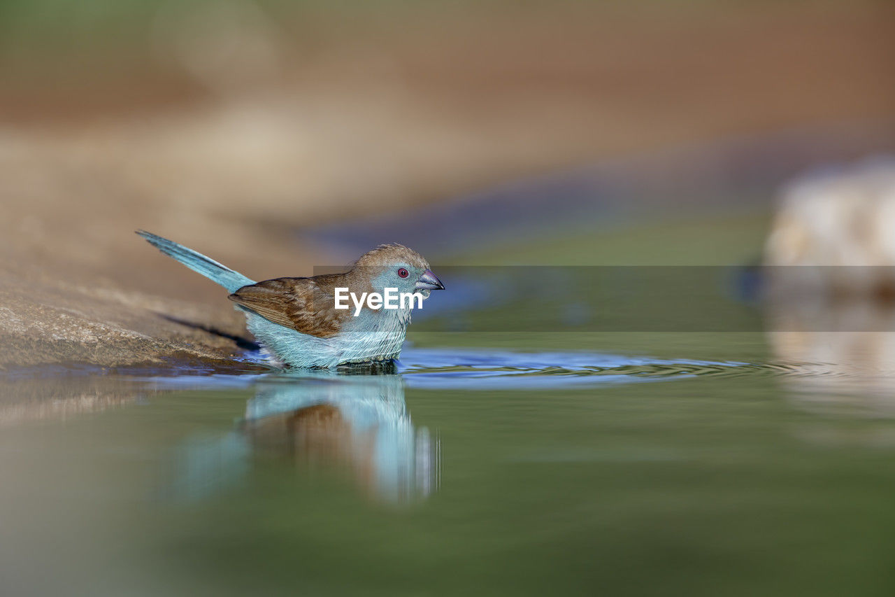 close-up of bird perching on lake
