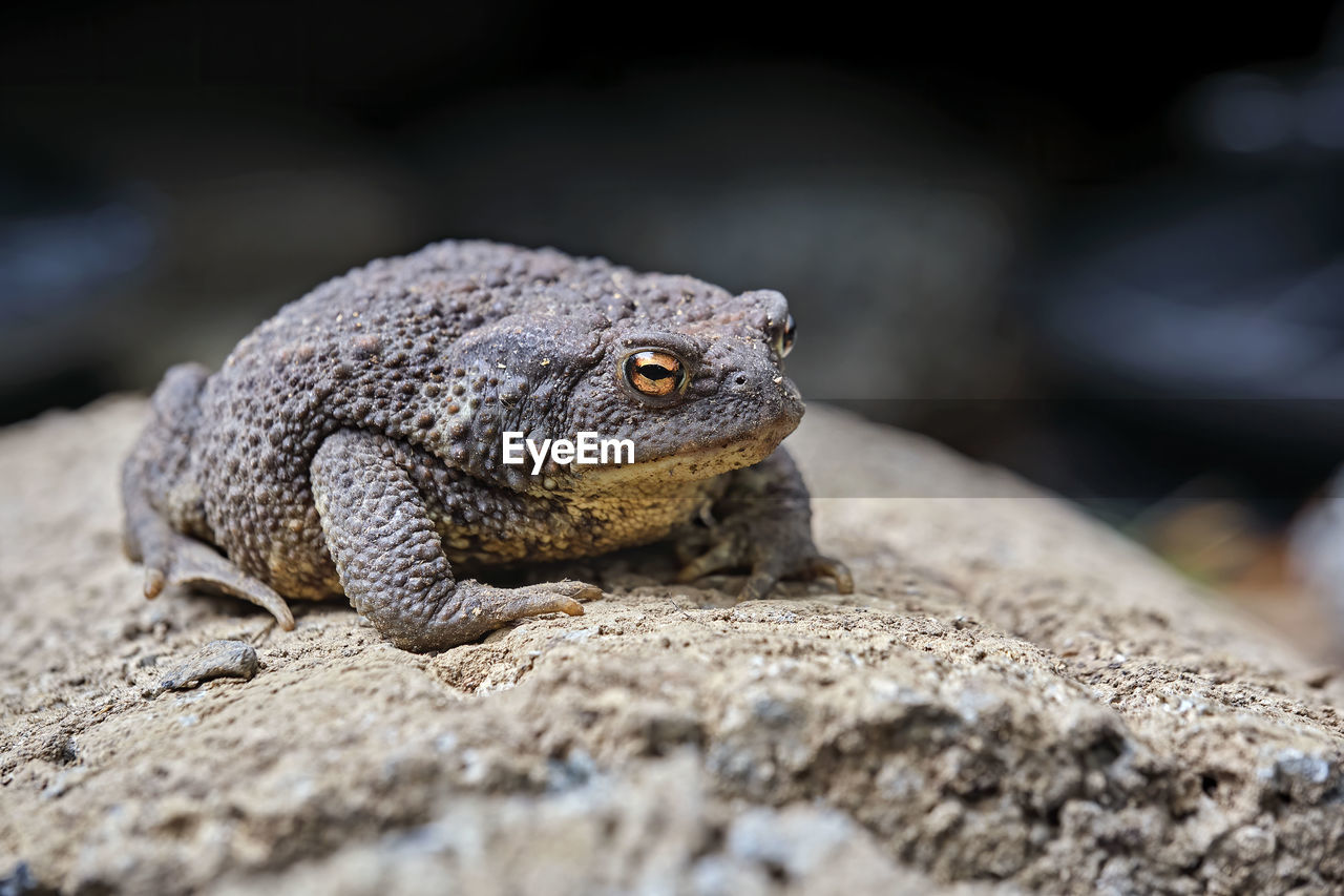 CLOSE-UP OF LIZARD