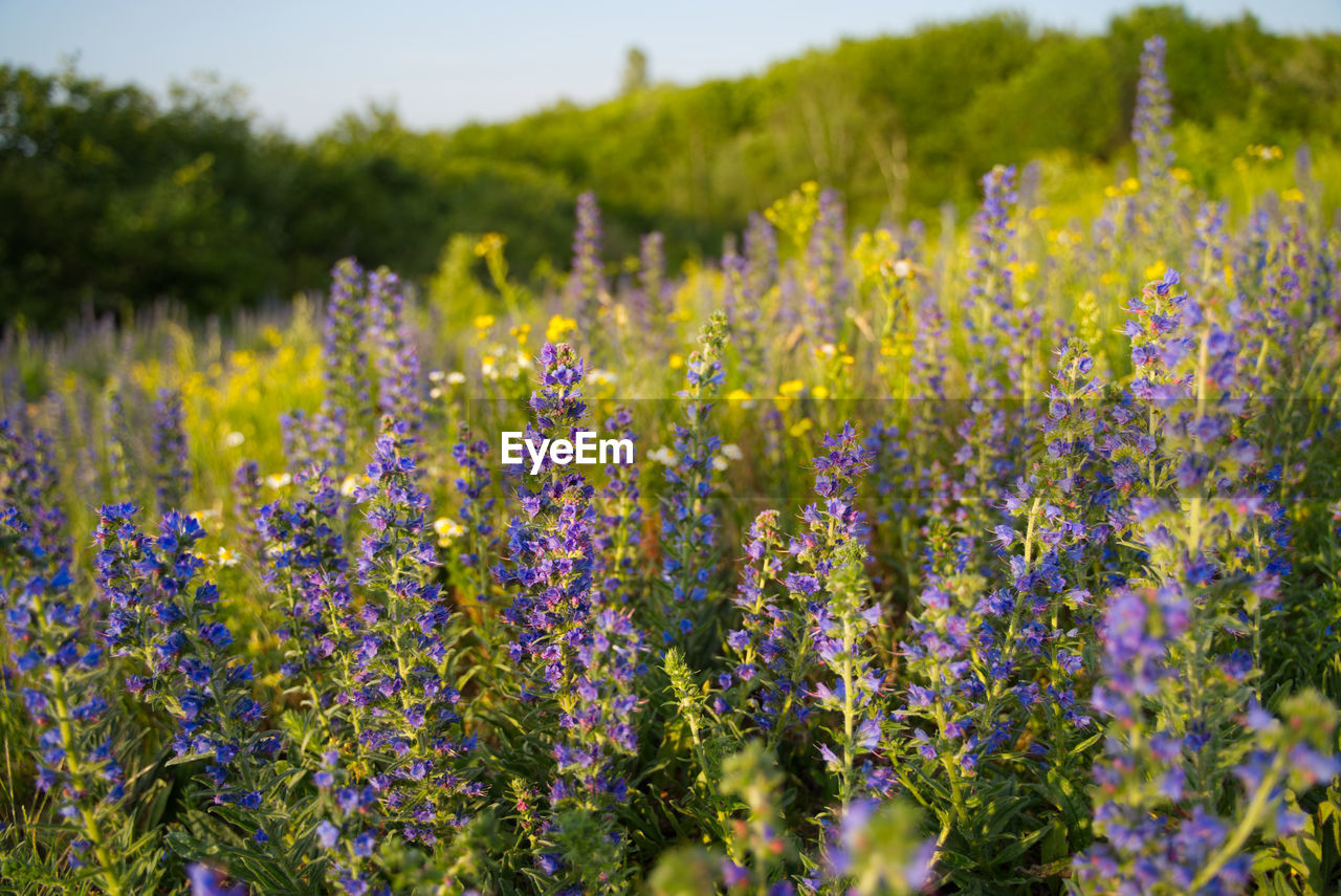 Close-up of fresh purple flowers in field