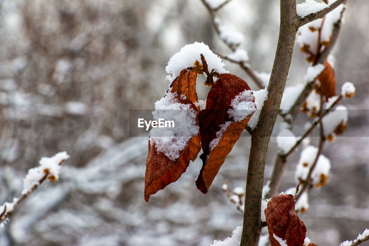 winter, snow, cold temperature, spring, nature, tree, close-up, freezing, branch, frozen, plant, frost, focus on foreground, leaf, no people, day, macro photography, ice, white, beauty in nature, outdoors, twig, food, flower, fruit, environment, food and drink, land, autumn, plant part