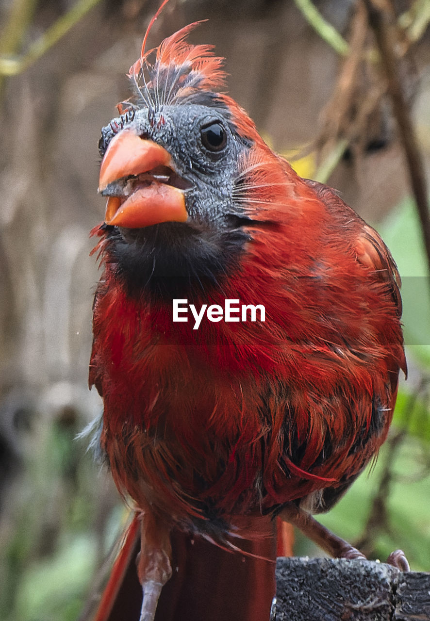 animal themes, bird, animal, one animal, beak, red, wildlife, animal wildlife, multi colored, animal body part, nature, feather, portrait, close-up, tropical bird, tropical climate, outdoors, no people