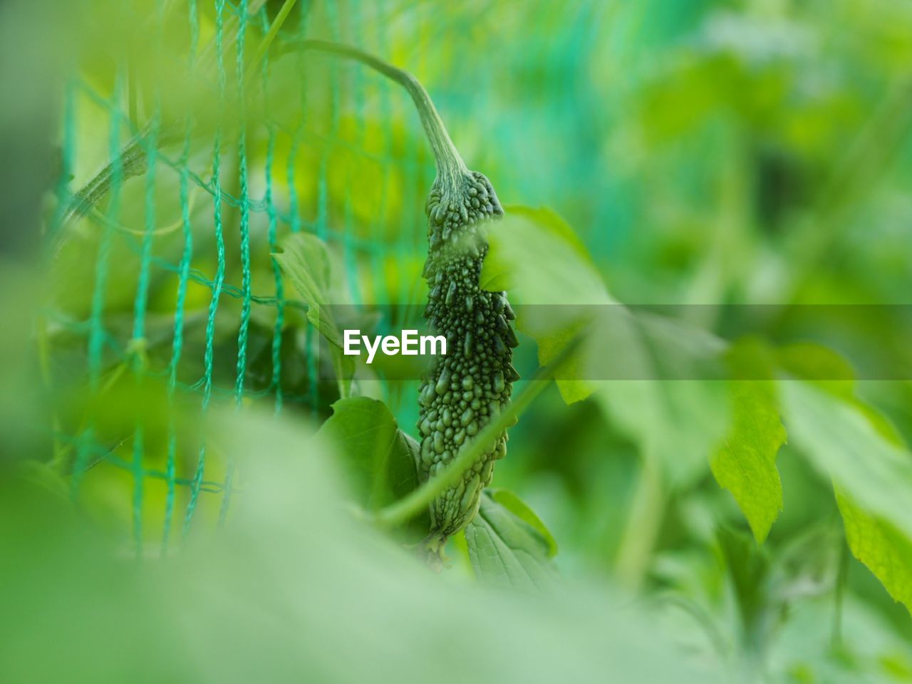 CLOSE-UP OF GRASSHOPPER ON PLANT