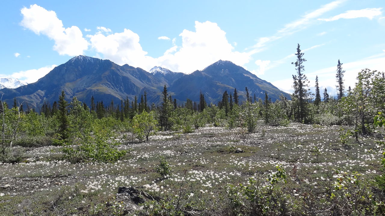 SCENIC VIEW OF FOREST