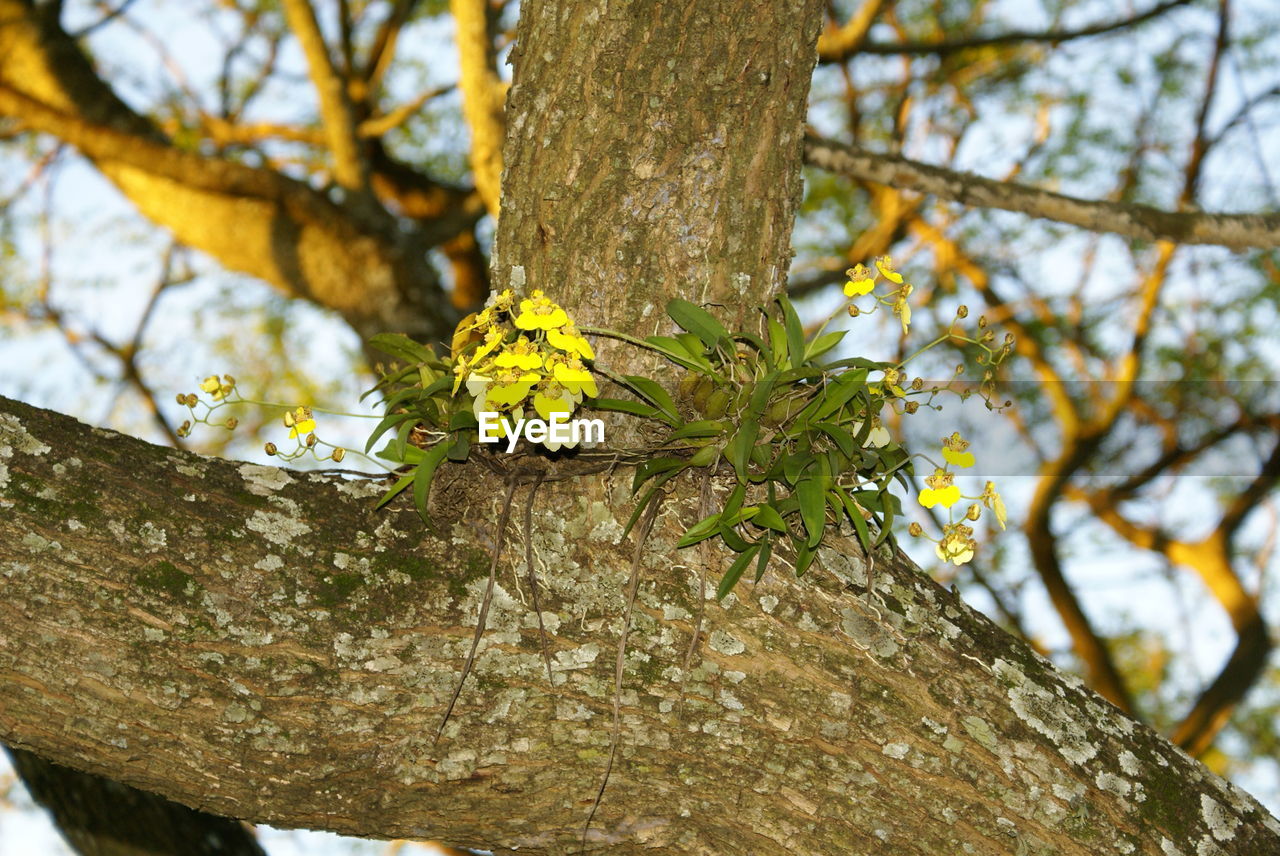 LOW ANGLE VIEW OF YELLOW FLOWER TREE