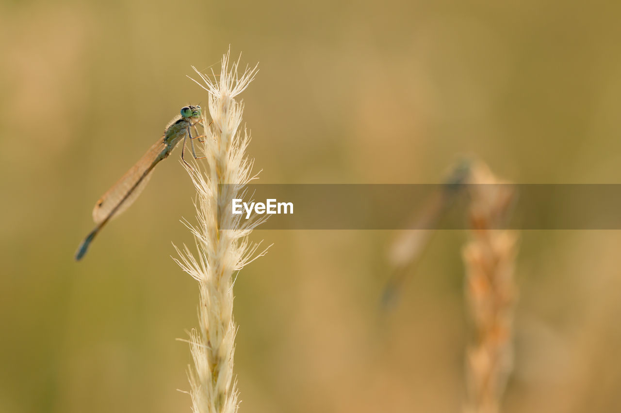 Close-up of dragon fly on plant