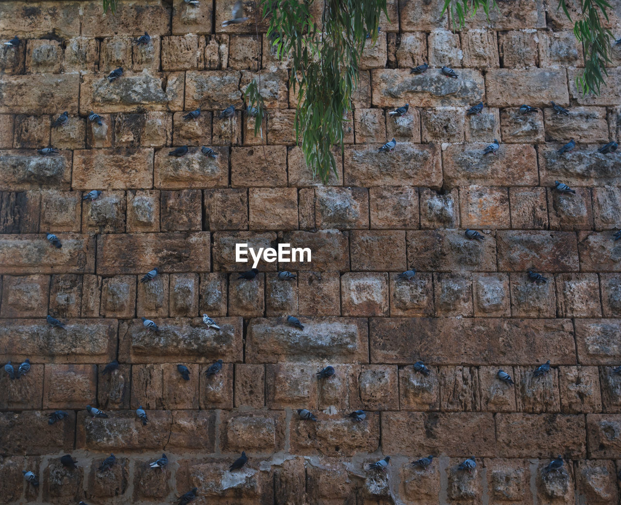 Full frame shot of stone wall with many doves on it