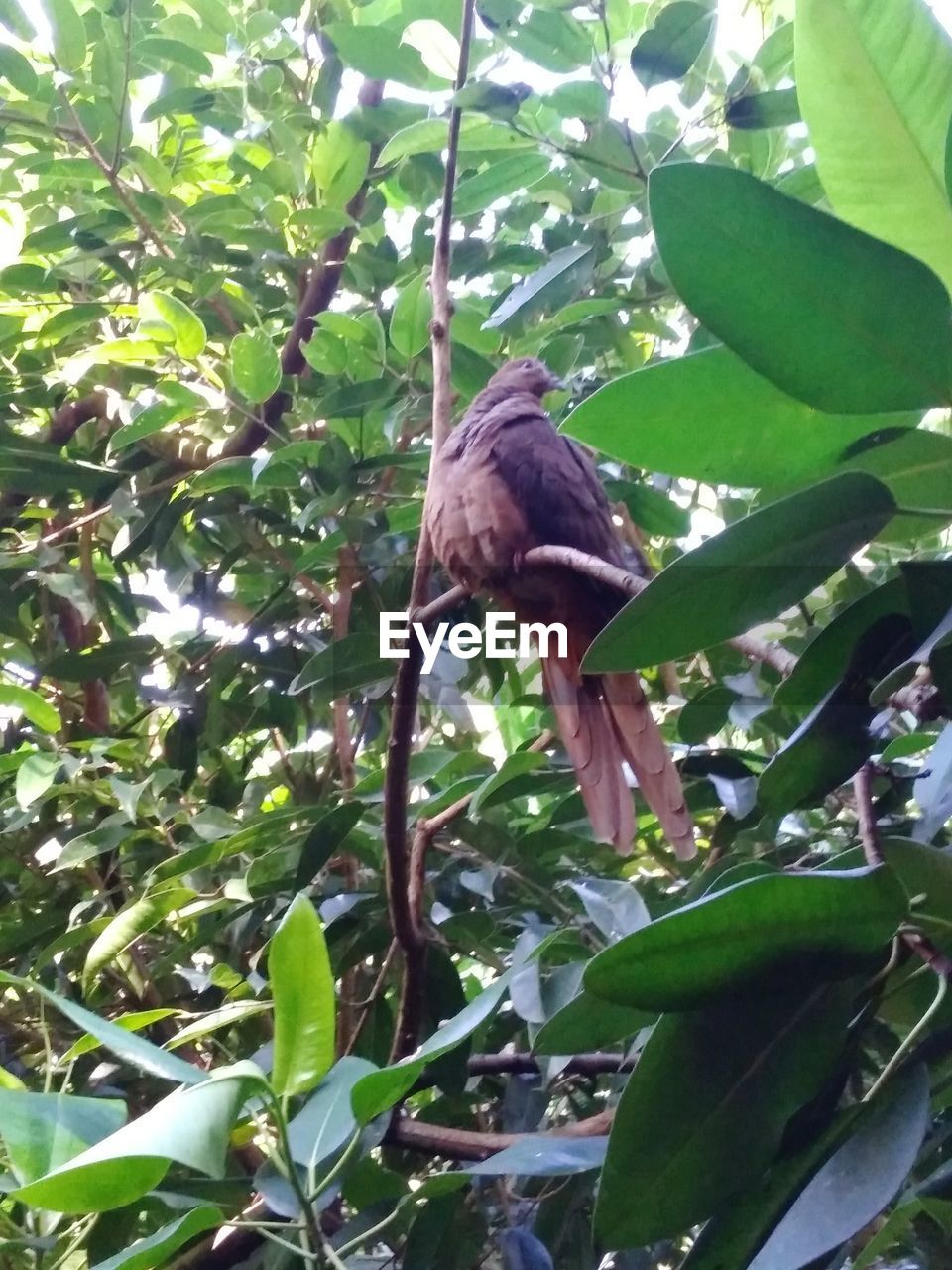 LOW ANGLE VIEW OF BIRD PERCHING ON A TREE