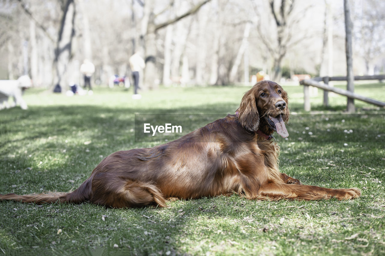 DOG LYING ON GRASS