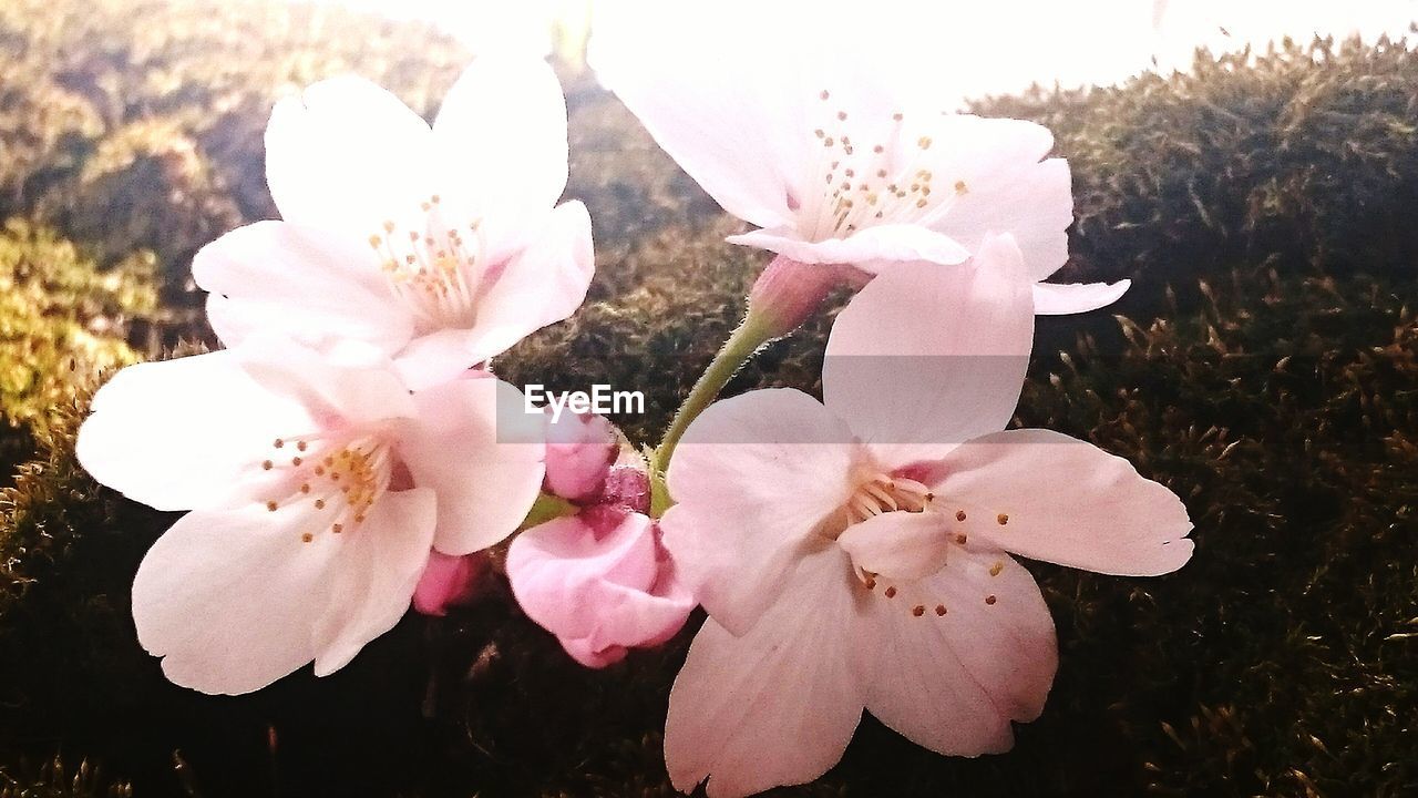 CLOSE-UP OF WHITE FLOWERS BLOOMING OUTDOORS