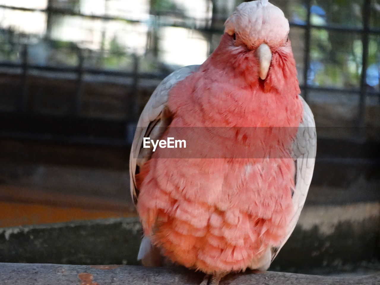 Close-up of galah bird perching on branch