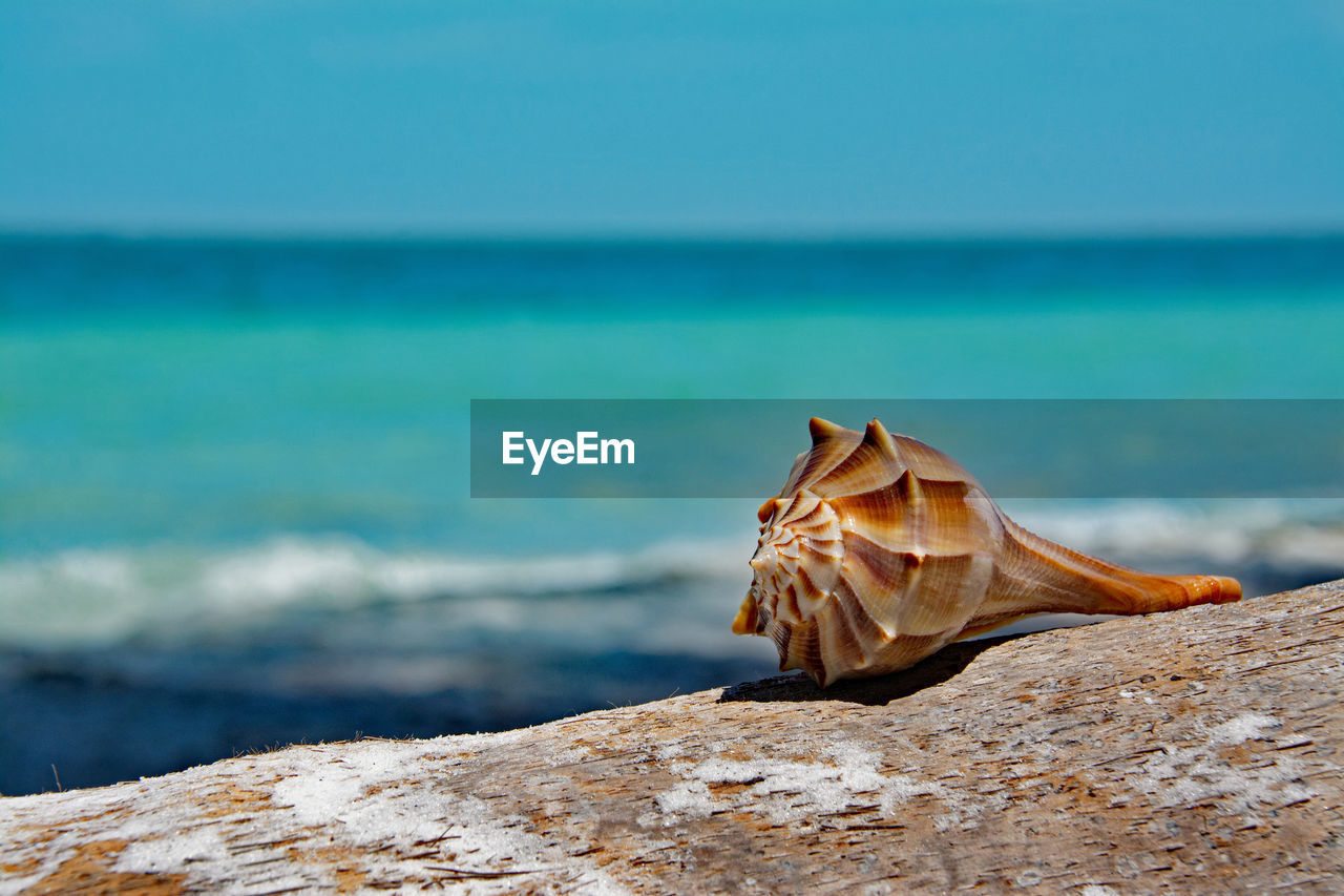 Close-up of seashell on wood against sea