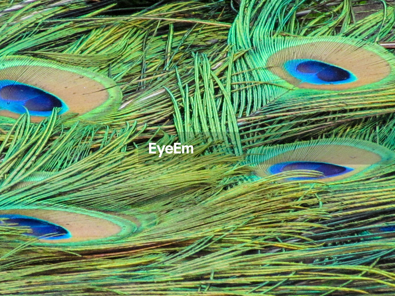CLOSE-UP OF PEACOCK FEATHER ON FEATHERS