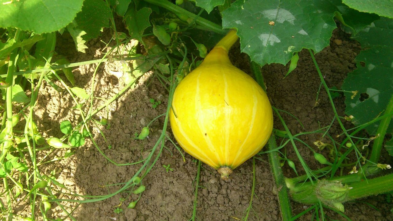 Close-up of squash growing on field