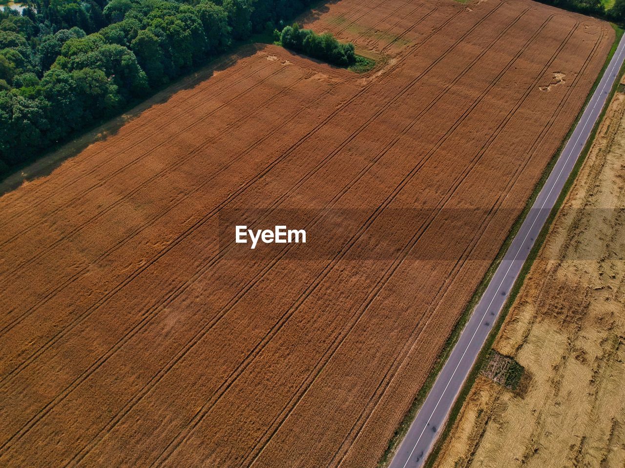 HIGH ANGLE VIEW OF WOODEN FLOOR AND TREES ON FIELD