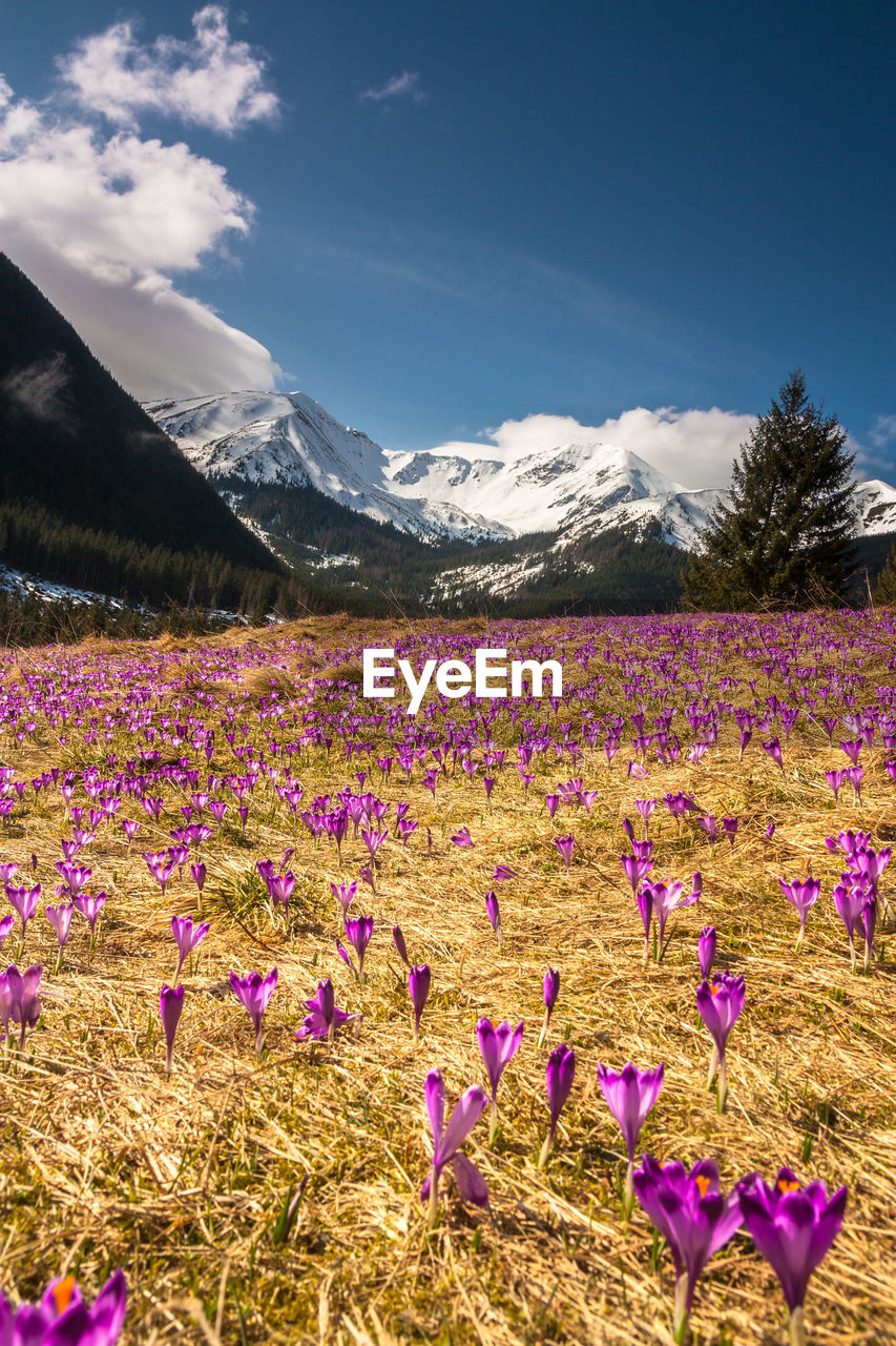 Purple flowering plants on field against sky