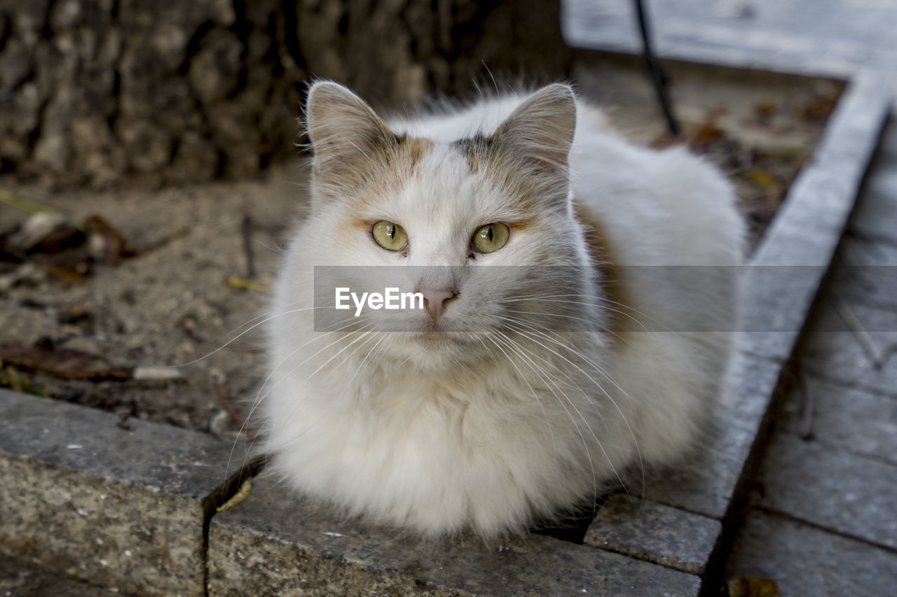 A cat sitting on the street of bulgaria