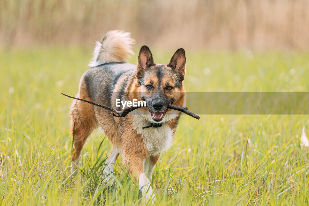 dogs running on grassy field