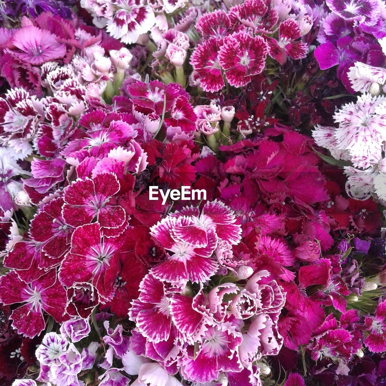 FULL FRAME SHOT OF PINK FLOWERS