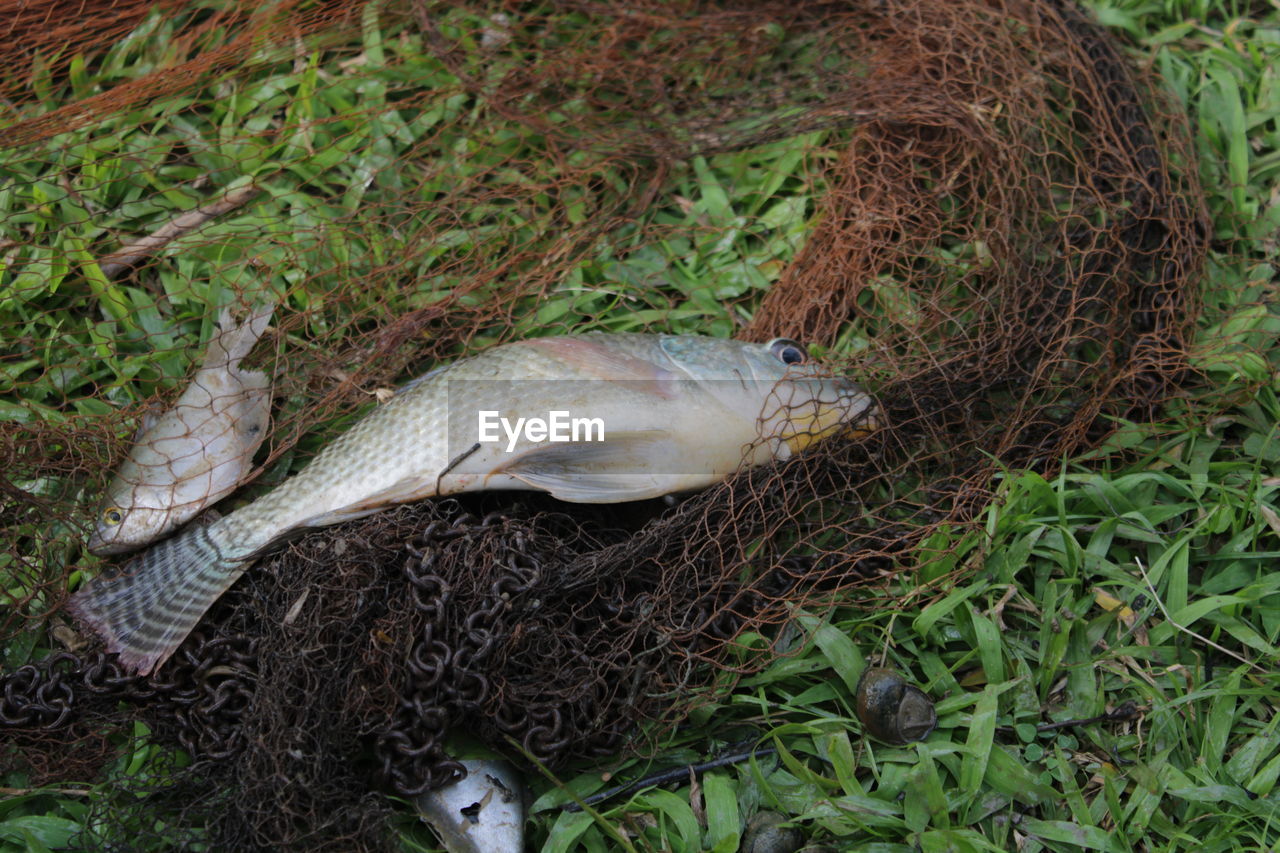 High angle view of fish