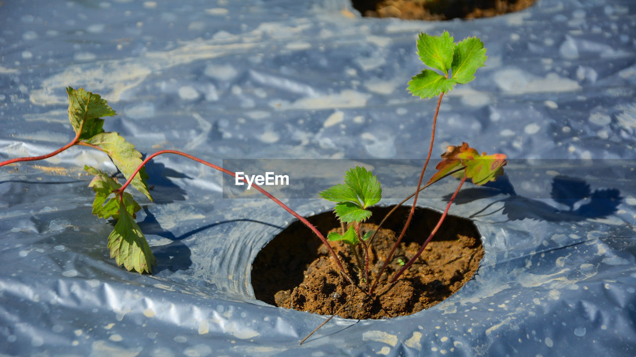 Close-up of strawberry plant at farm