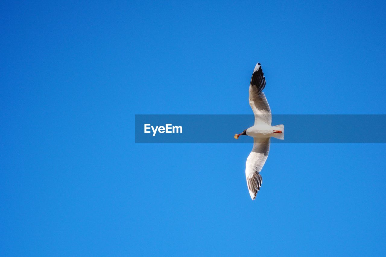 LOW ANGLE VIEW OF SEAGULL FLYING AGAINST CLEAR BLUE SKY