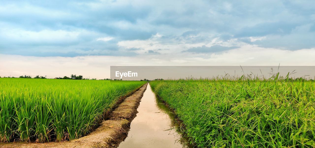 Scenic view of agricultural field against sky