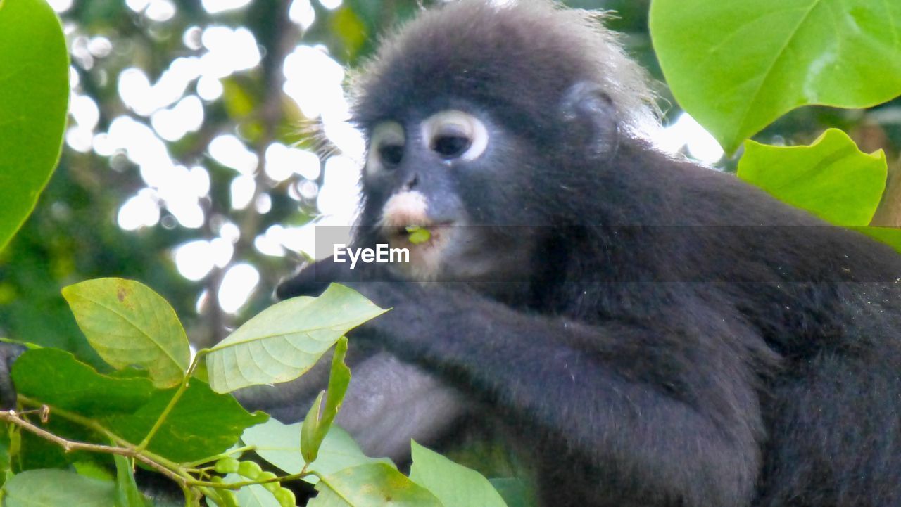 CLOSE-UP OF MONKEY SITTING ON TREE BRANCH