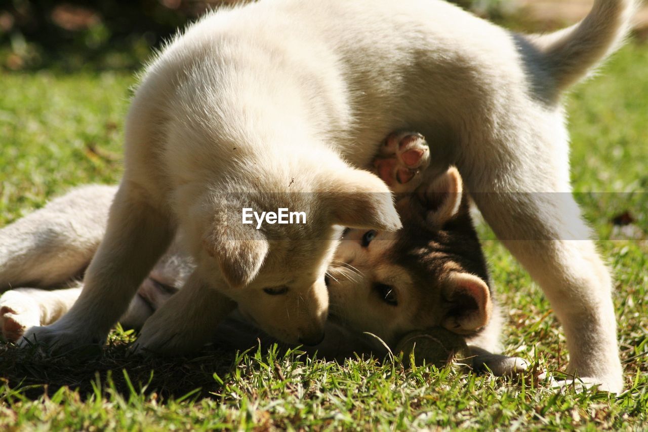 Close-up of playful dogs