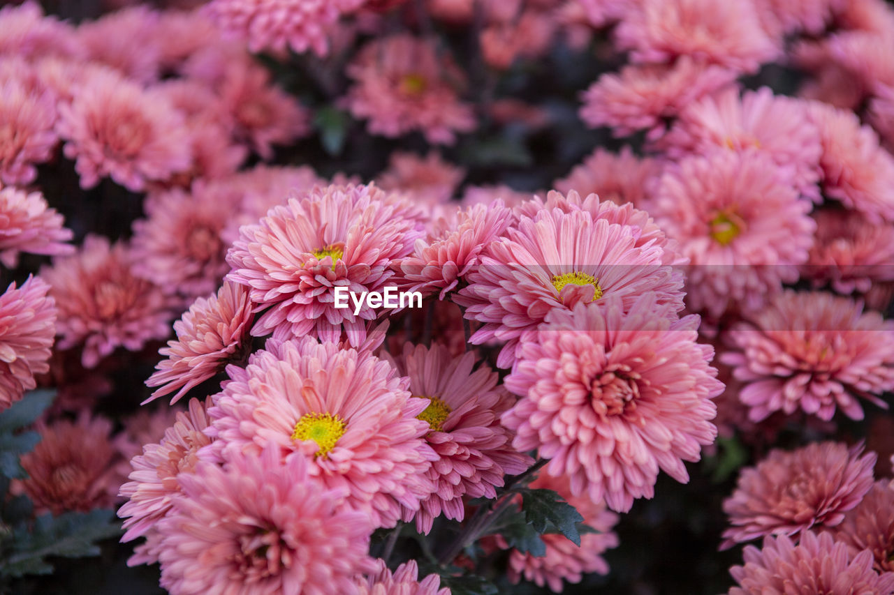 Close-up of pink flowers blooming outdoors