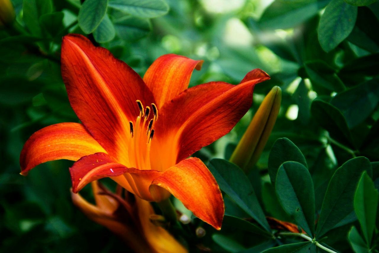 CLOSE-UP OF ORANGE FLOWER