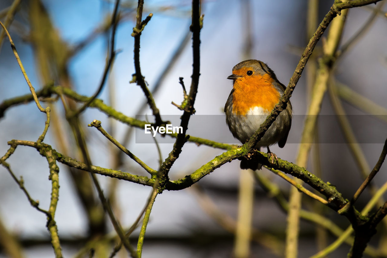 Close-up of robin perching on branch