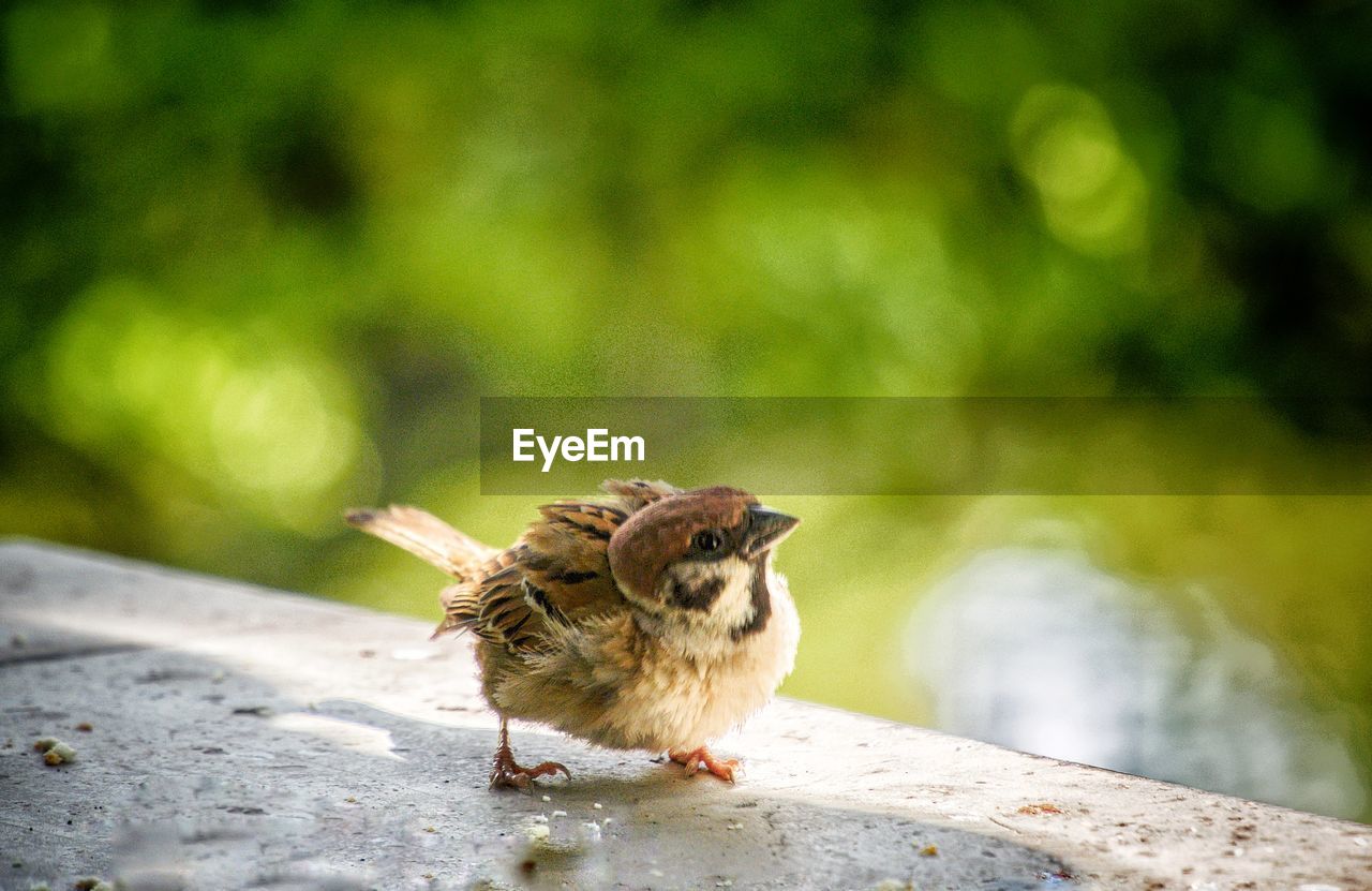 CLOSE-UP OF A BIRD