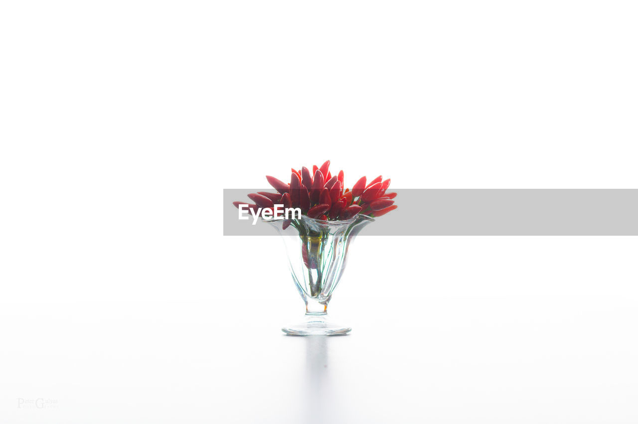 Red flower in vase against white background