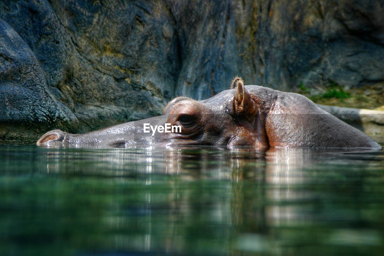 Hippopotamus swimming in lake