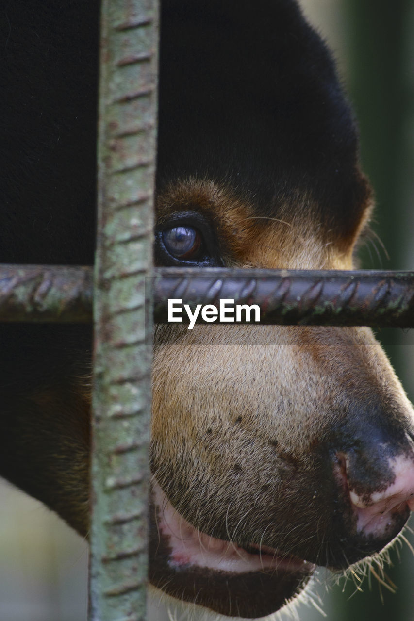 Close-up of dog seen through fence