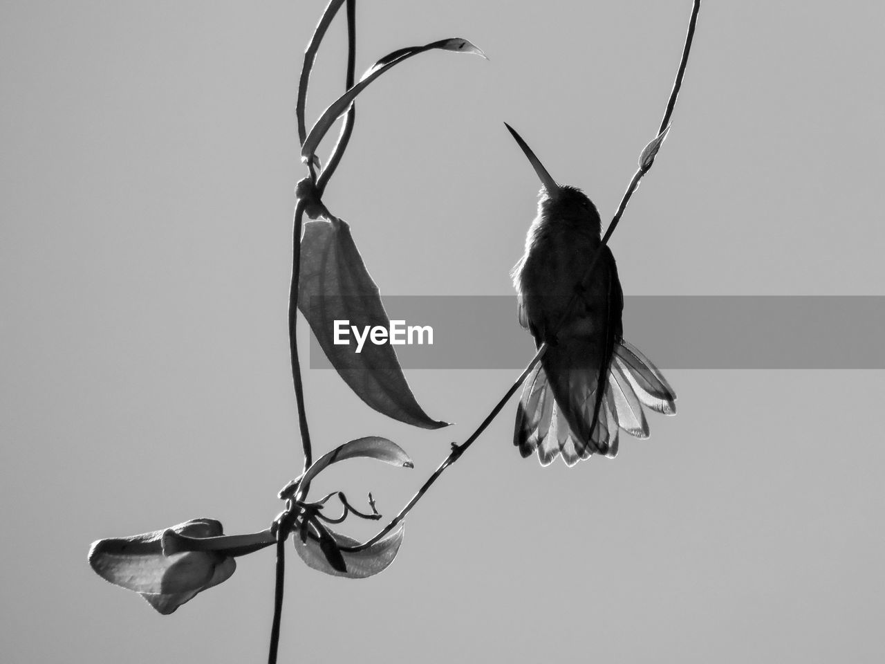 CLOSE-UP OF BIRD PERCHING ON CLEAR SKY