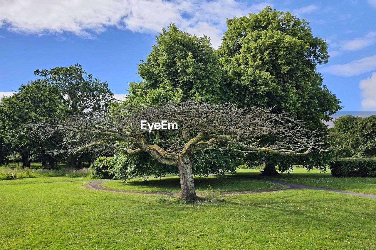 plant, tree, sky, green, grass, nature, beauty in nature, cloud, environment, landscape, tranquility, no people, flower, scenics - nature, field, growth, land, tranquil scene, outdoors, day, plain, garden, non-urban scene, blue, summer, lawn, idyllic, meadow, shrub, foliage, park, sunlight