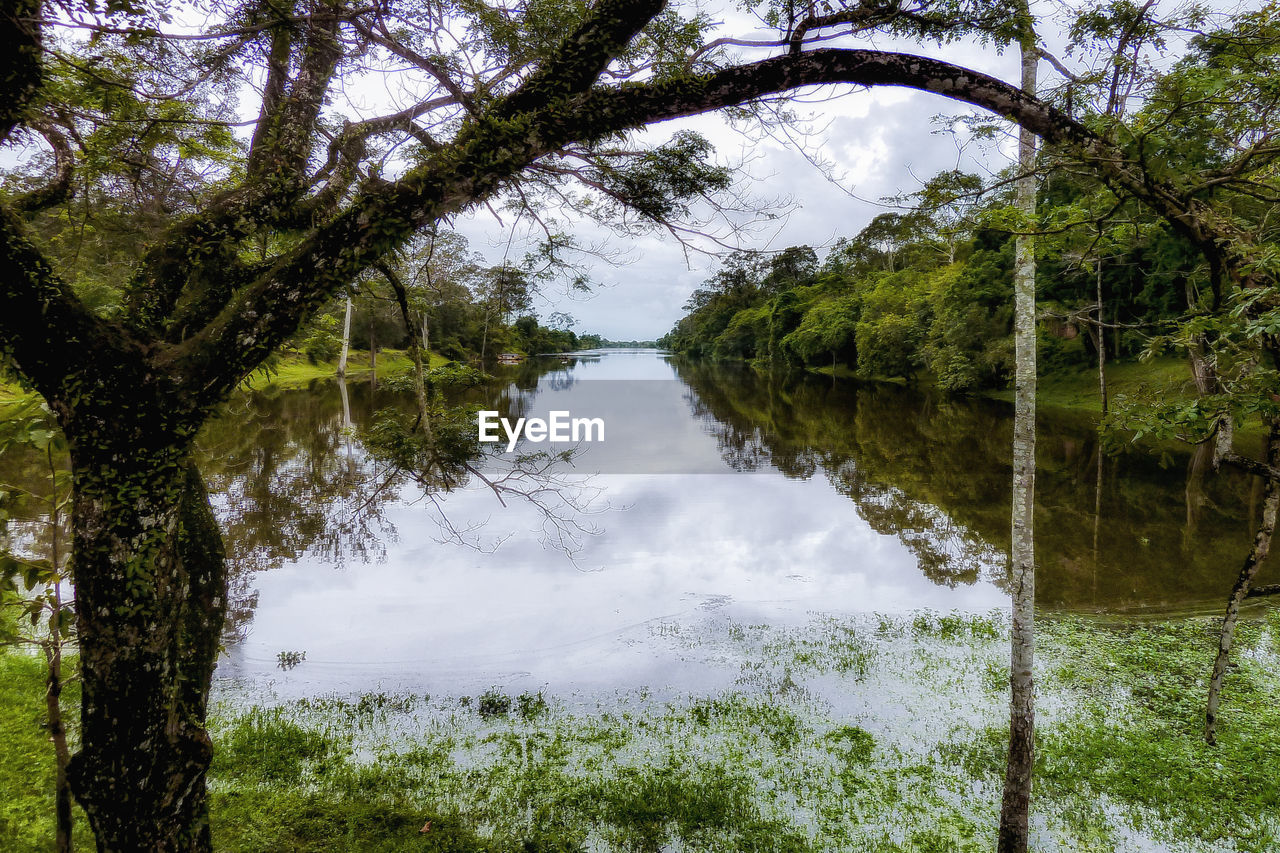 Scenic view of lake in forest against sky