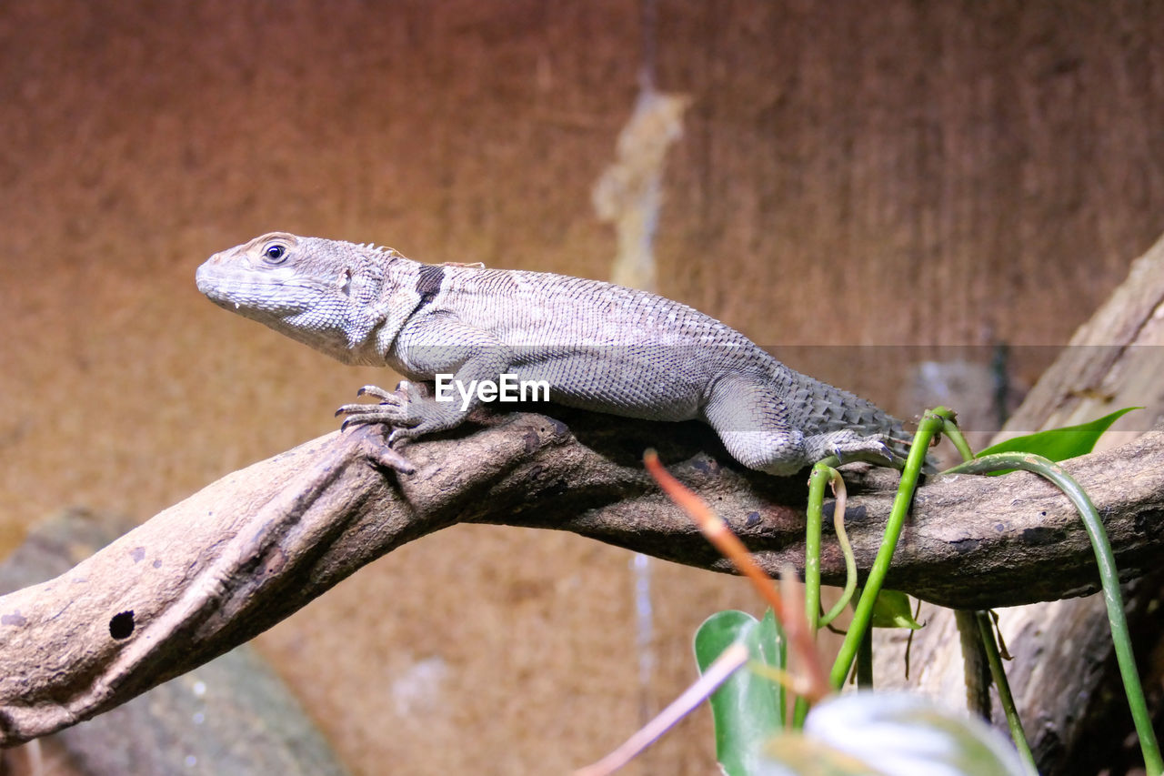 CLOSE-UP OF LIZARD ON WOOD