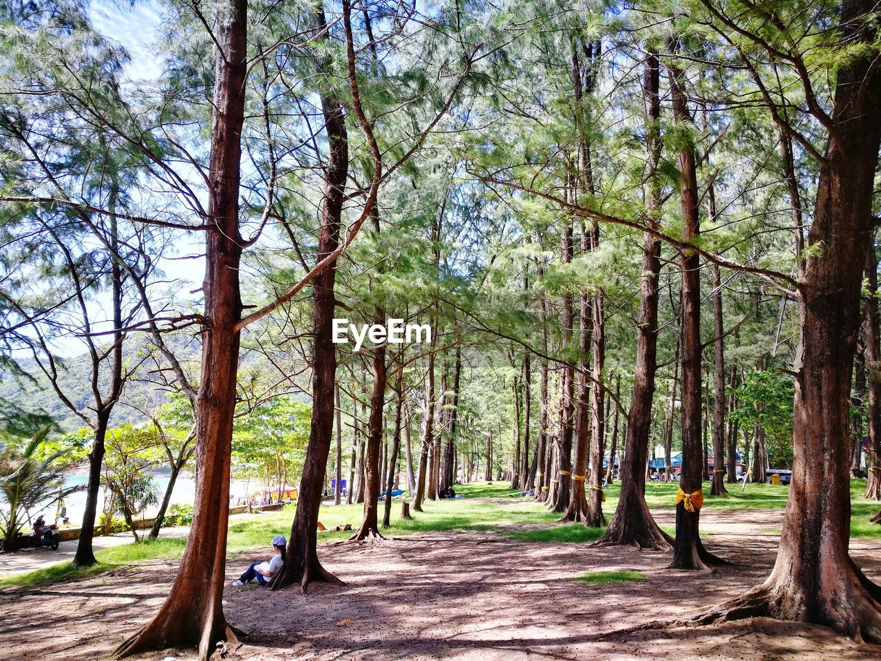 TREES IN FOREST AGAINST SKY