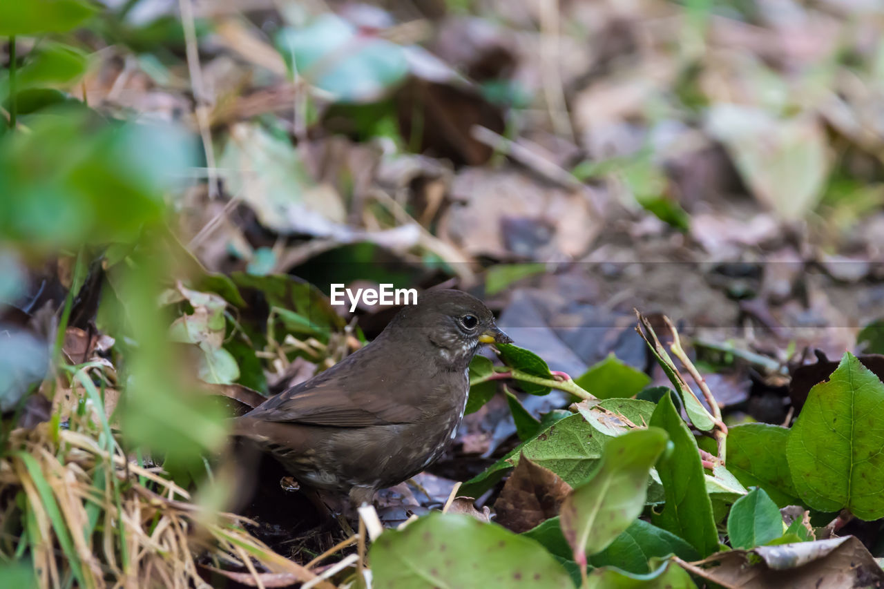 CLOSE-UP OF BIRD PERCHING OUTDOORS